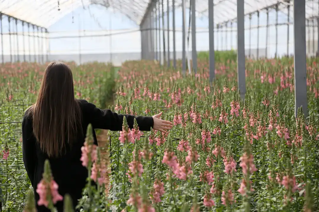 Aslanağzı Üretimiyle Avrupa Pazarına İlk Sevkiyat 9